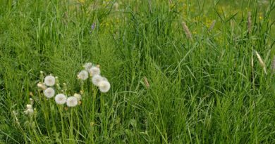 3 recettes de grand-mère pour désherber votre jardin au naturel desherber
