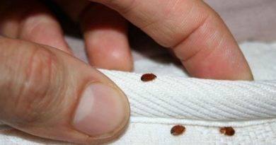 Quelles solutions envisagées pour se débarrasser des punaises de lit ? puces de lit