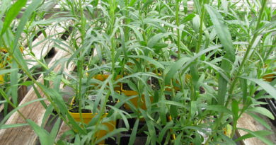 Plantes aromatiques et médicinales : de l’estragon au jardin pour prendre soin de votre santé estragon