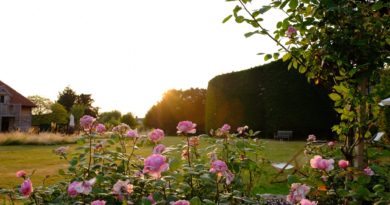 Idées de conception d’un jardin exotique jardin exotique