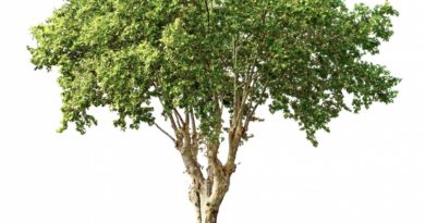 Arbre malade ou mort : comment faire un diagnostic ? diagnostic arbre malade