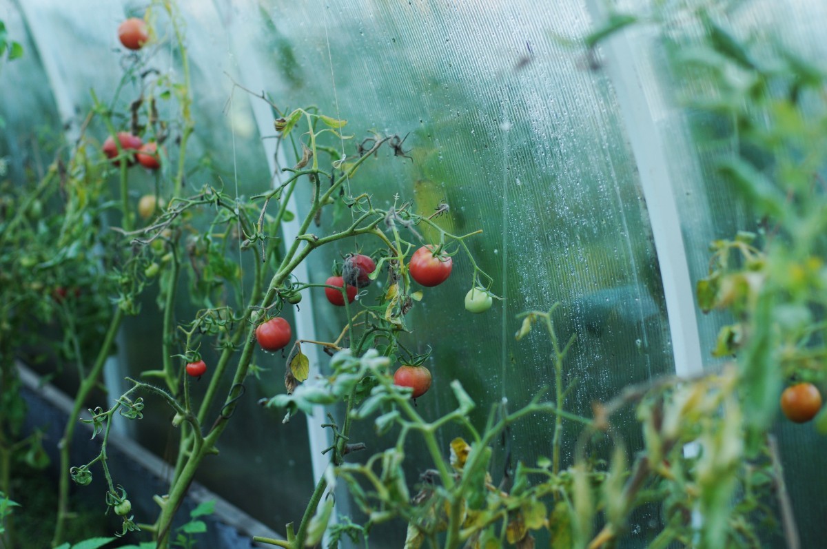 Culture tomate sous serre
