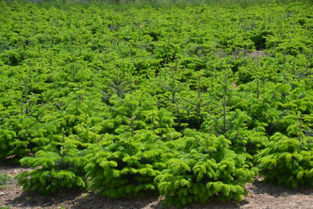 plantation sapin de noël