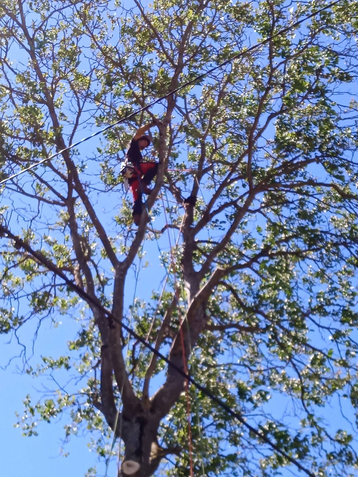à quelle période tailler les arbres