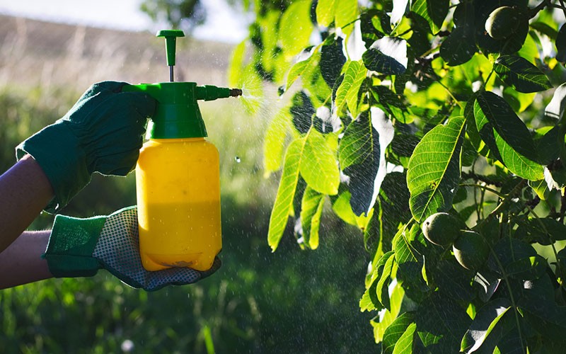 débarrasser les plantes des parasistes