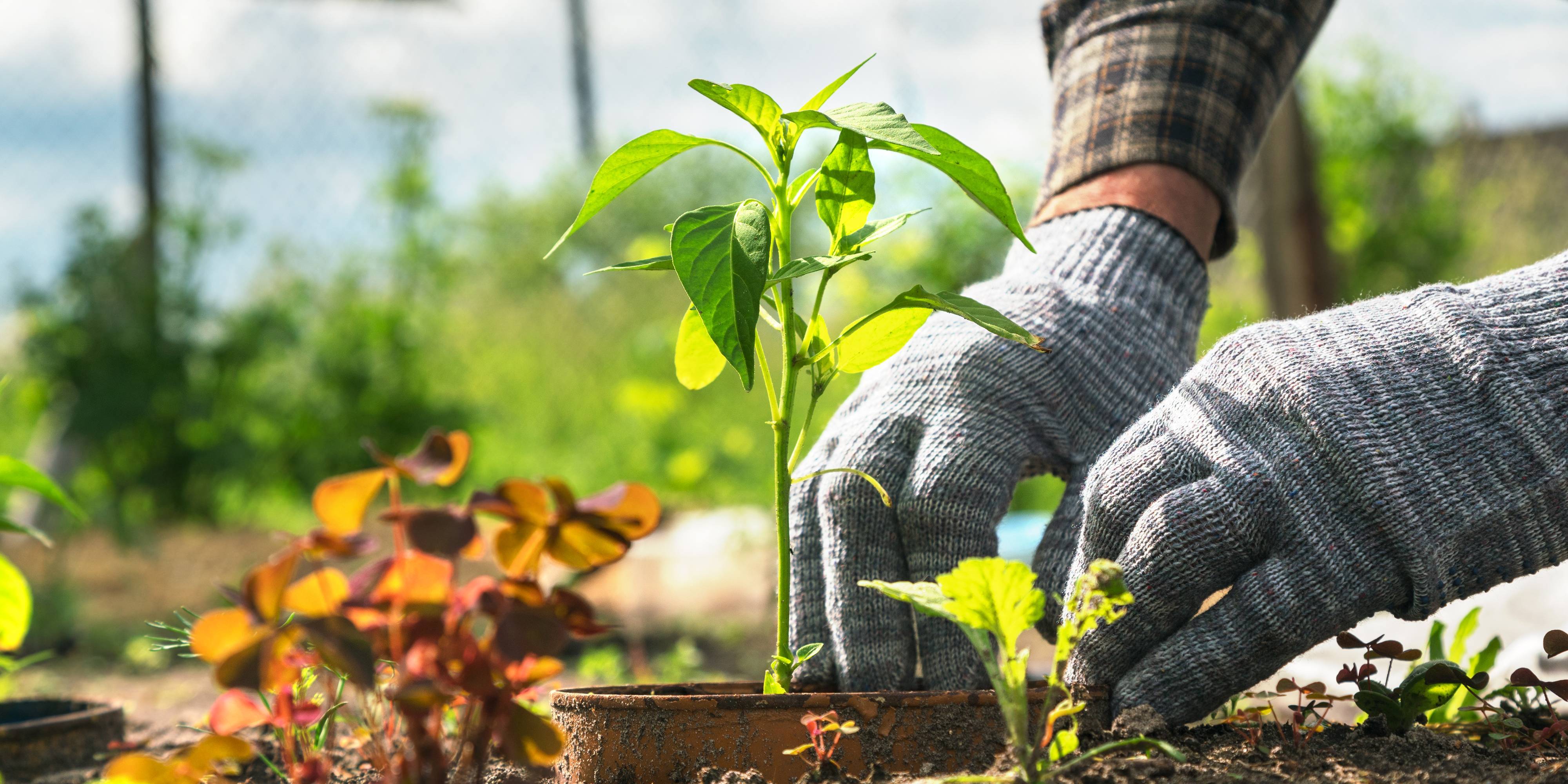 créer un potager