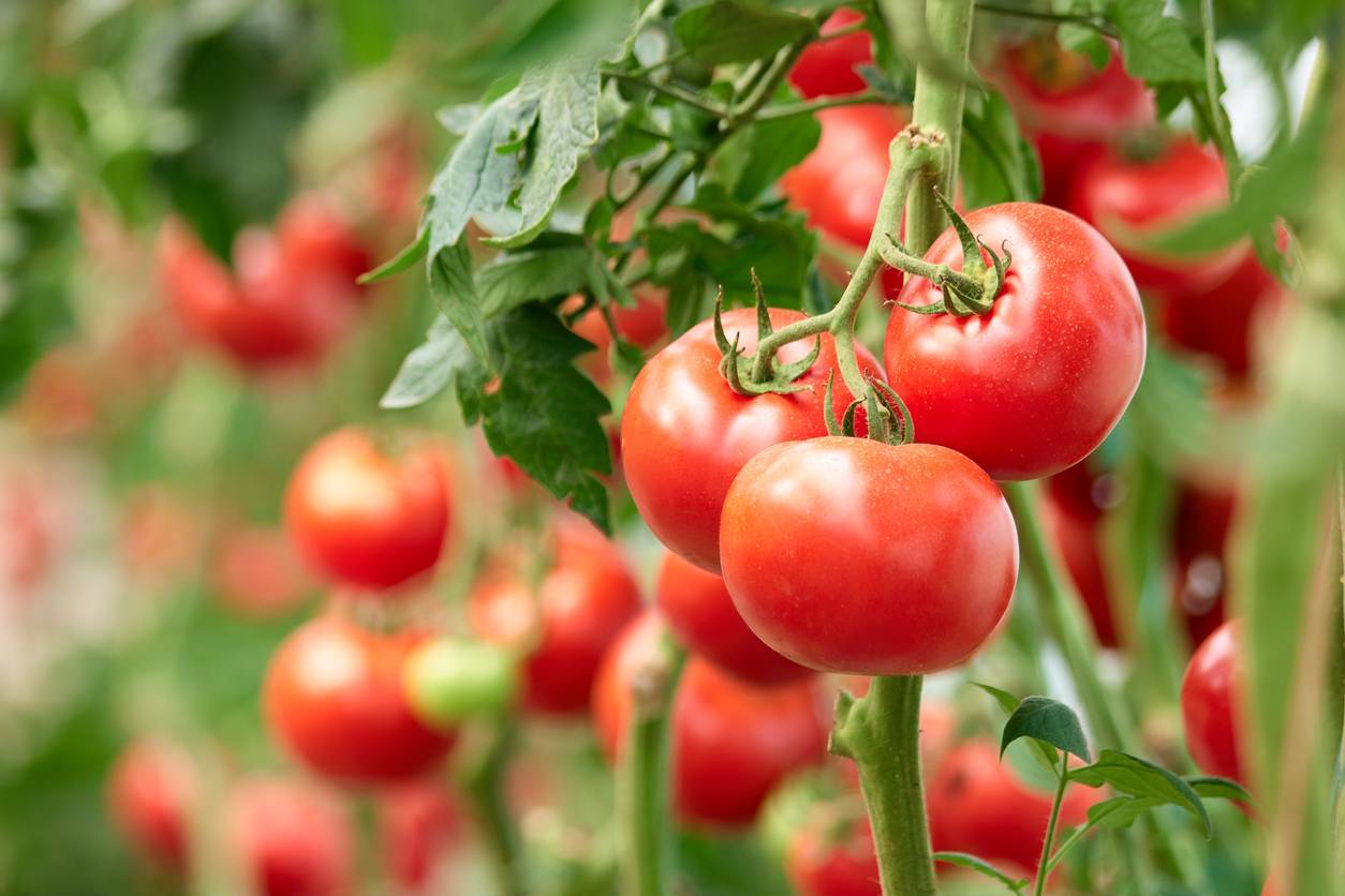 serre de jardin pour la production de tomates