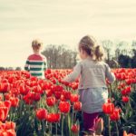 fleur bulbe tulipe