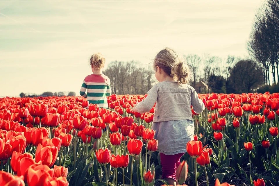 fleur bulbe tulipe