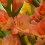 bulbe à fleur