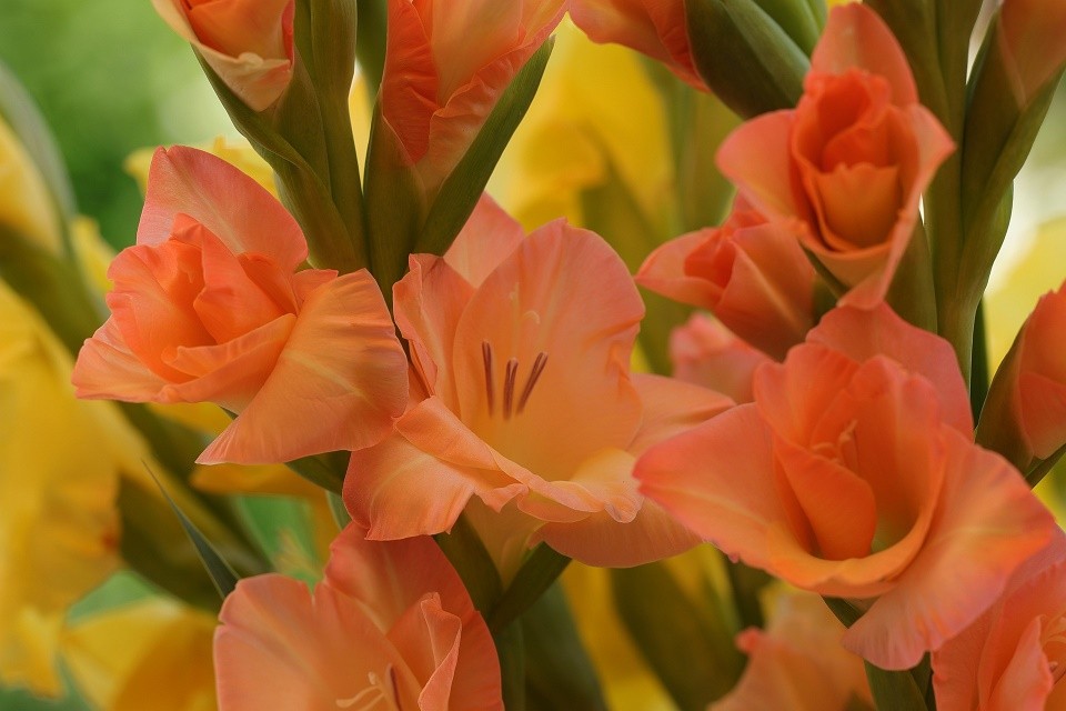 bulbe à fleur