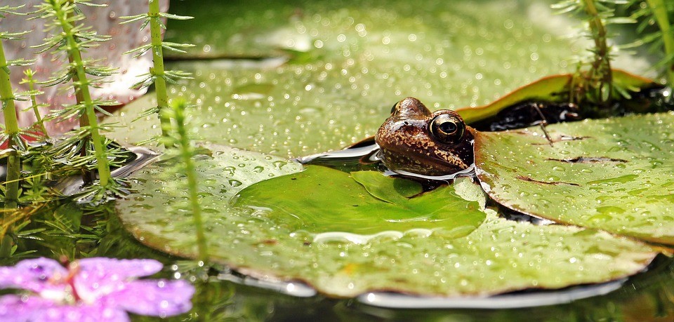 étang jardin