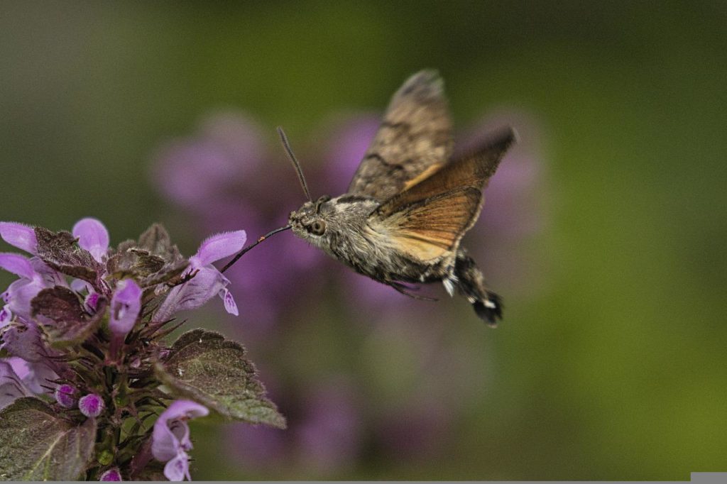 papillon de nuit 2