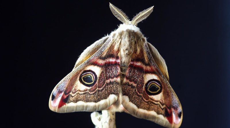 papillon de nuit