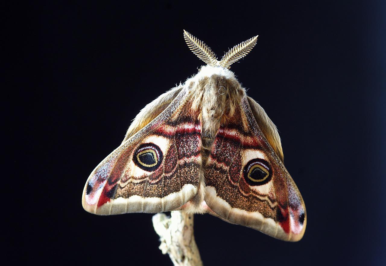 papillon de nuit
