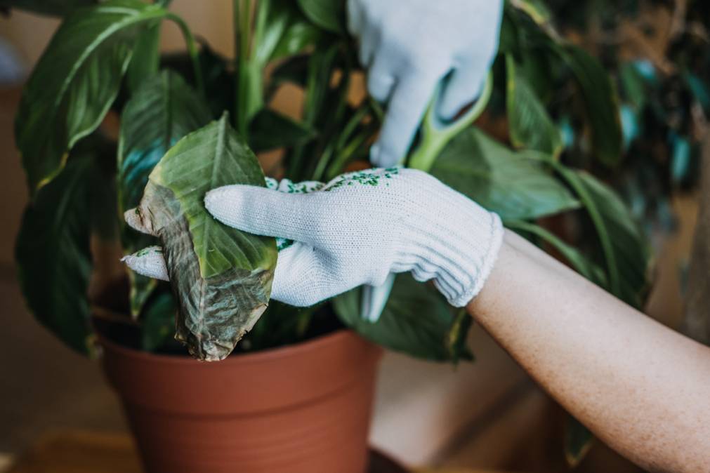 solution digitale pour entretenir ses plantes