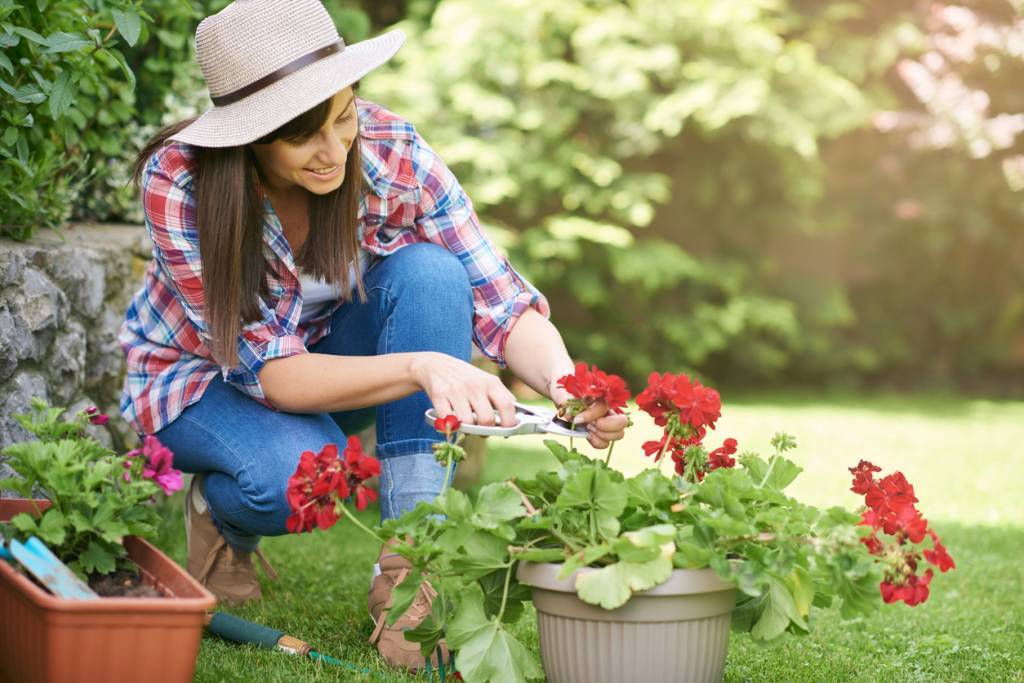 applications d'entretien des plantes