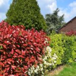 Concevoir haie jardin