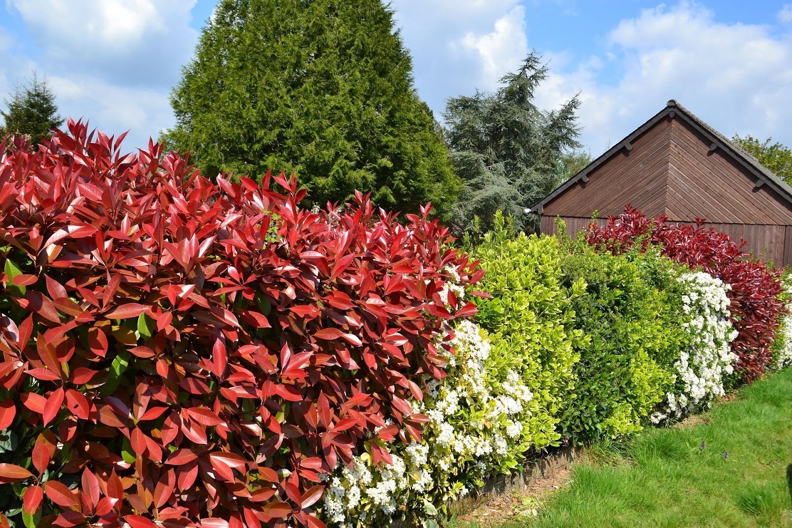 Concevoir haie jardin