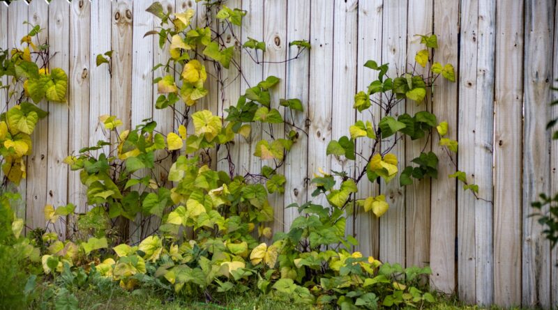 palissade bois jardin