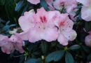 rhododendron simsii