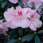 rhododendron simsii
