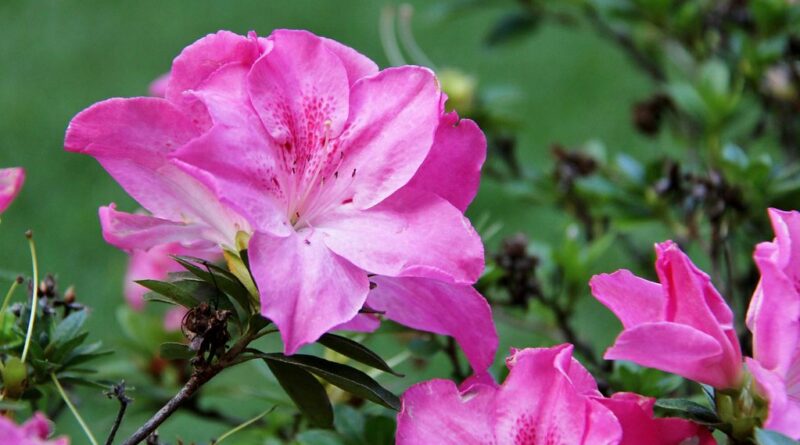 rhododendron semsii