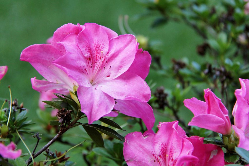 rhododendron semsii