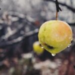 pommier mort