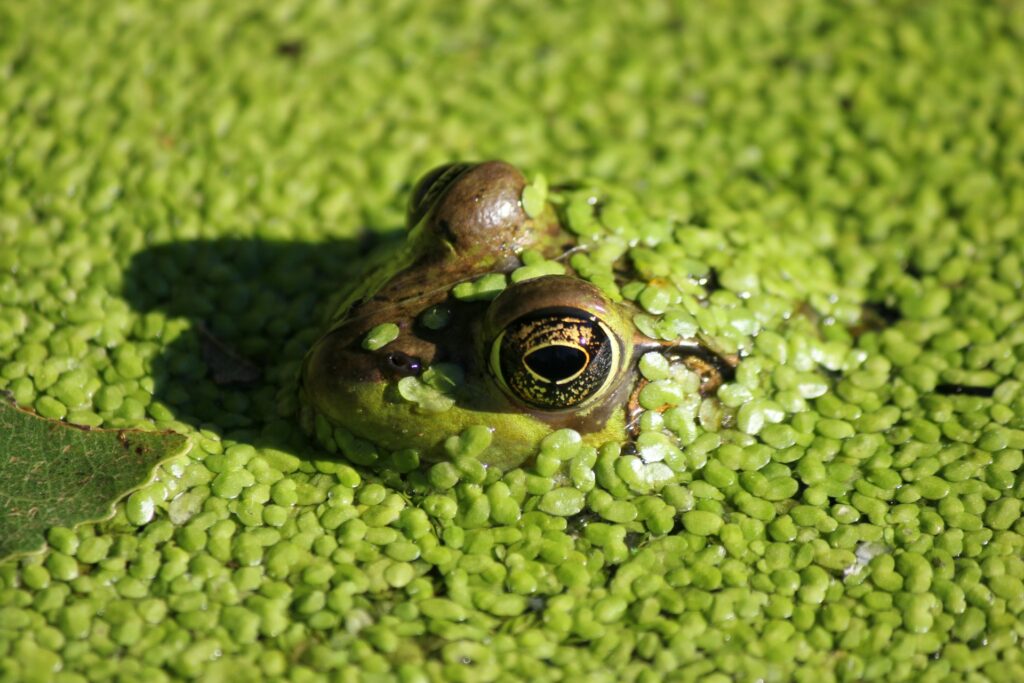 grenouille étang bactéries qualité eau