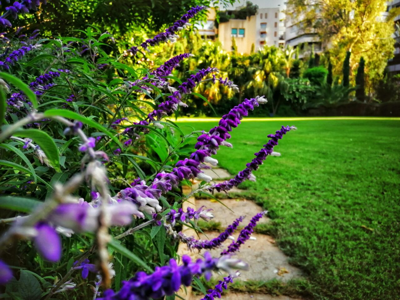 verdir jardin 2