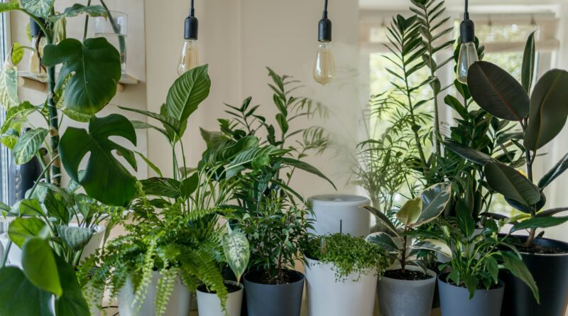 acheter plantes sur internet