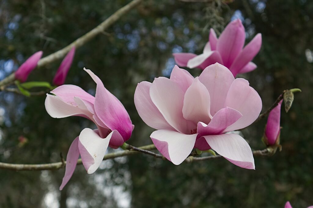 fleur magnolia