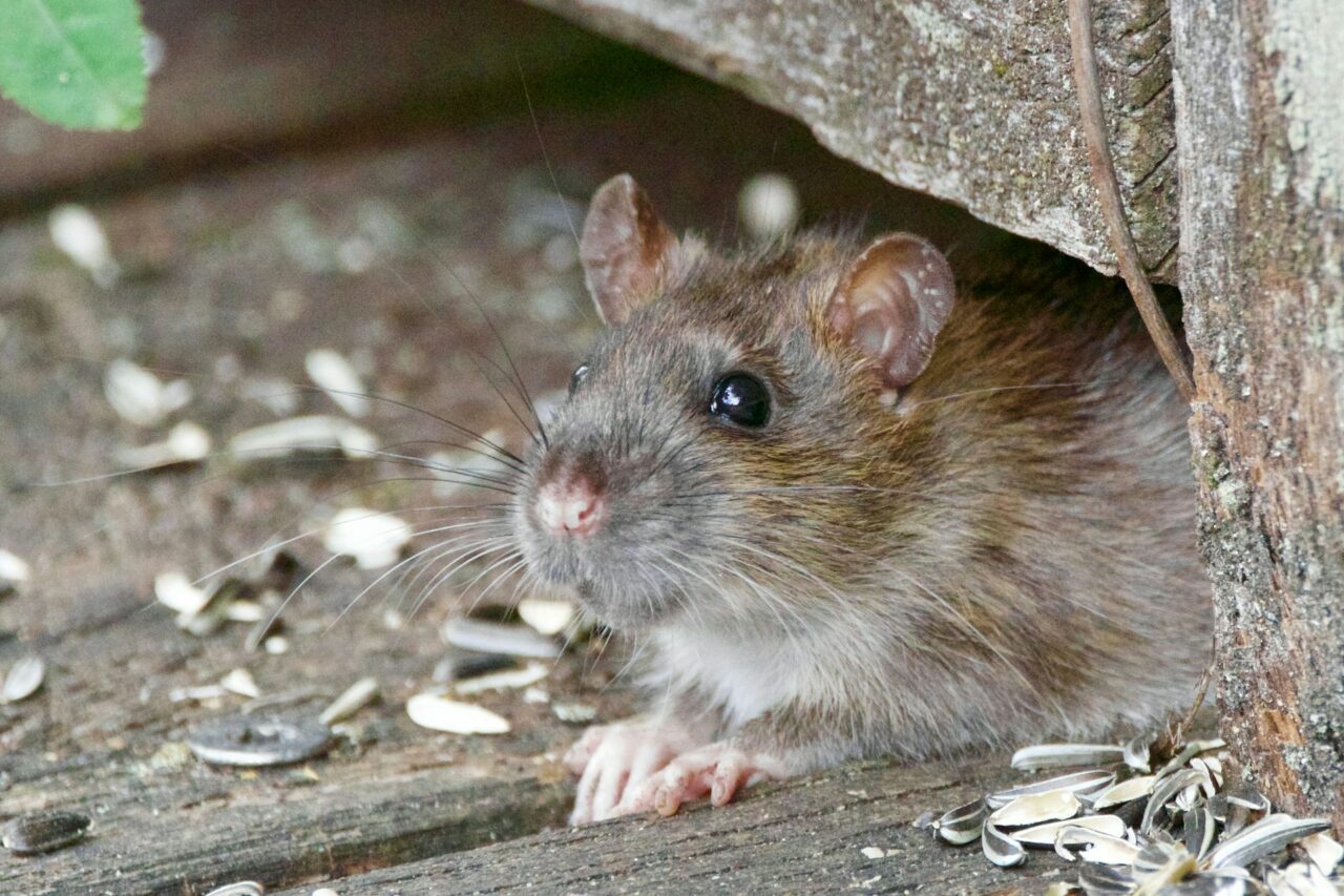 infestation souris maison