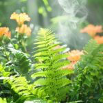 Pourquoi planter des fougères dans votre jardin ?