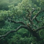 Peut-on sauver un arbre en train de mourir ?