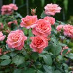 Quand faut-il tailler les rosiers ?