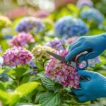 Comment tailler des hortensias ?