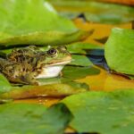 étang jardin sans permis