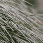 efficacité citronnelle moustique