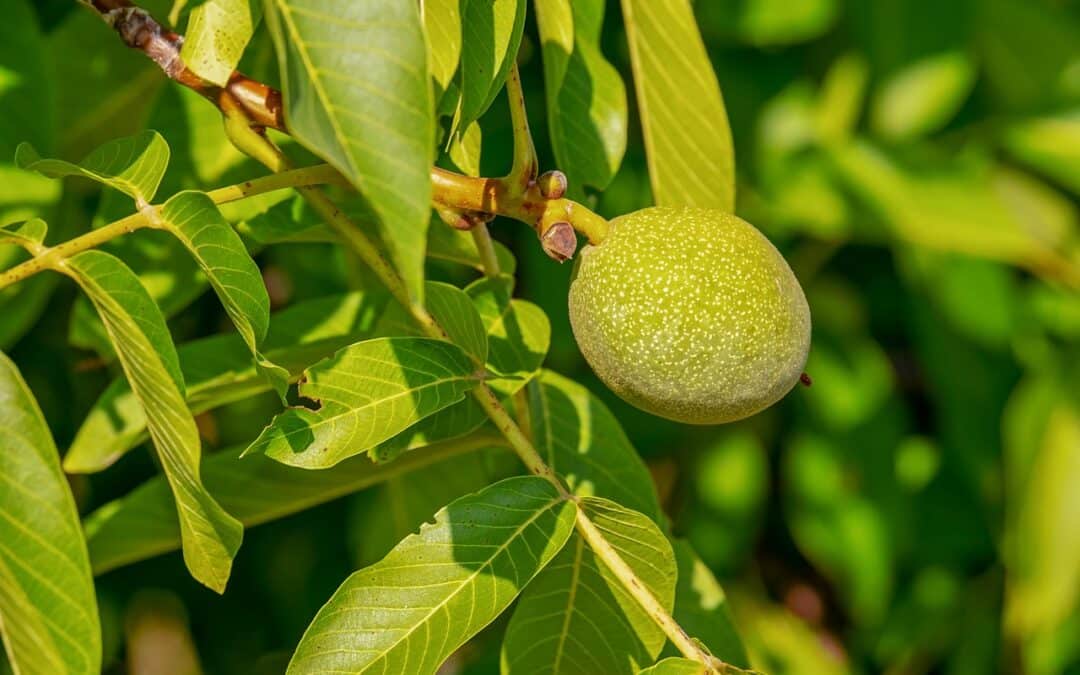 Tout savoir sur le noyer : un arbre majestueux et plein de ressources