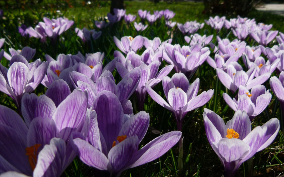Embellissez et personnalisez votre jardin avec des fleurs !