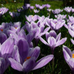 Embellissez et personnalisez votre jardin avec des fleurs !