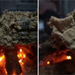 Mérule sur bois de chauffage : comment réagir ?
