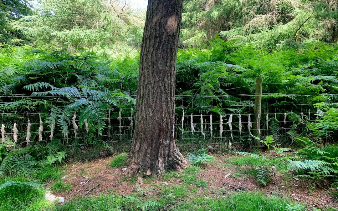 abattre arbre 30 ans