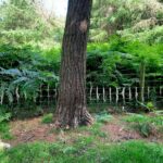 abattre arbre 30 ans