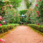 Comment s'y prendre pour créer une haie brise-vue dans votre jardin ?