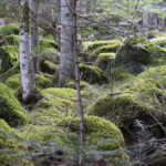 Investissement en forêt : fonctionnement, avantages, et démarches administratives