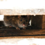 rat dans la maison